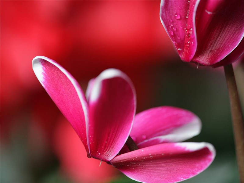 nét đẹp của hoa anh thảo
