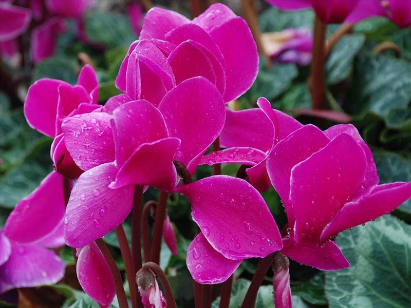 ngắm vẻ đẹp của hoa anh thảo