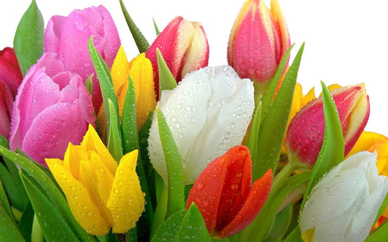 say đắm với hình ảnh hoa tulip