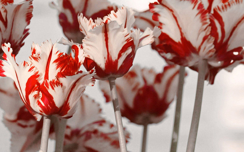 say đắm với vẻ đẹp thơ mộng của hoa tulip