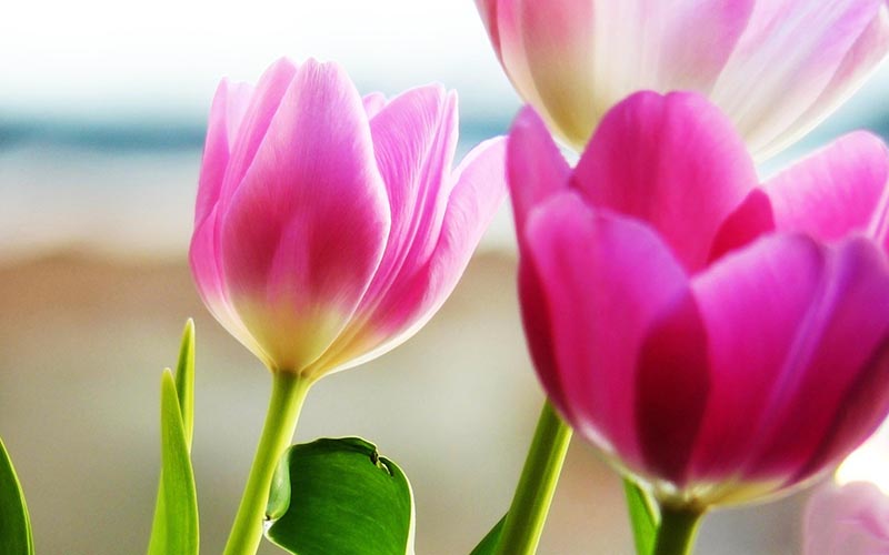tổng hợp ảnh đẹp hoa anh túc