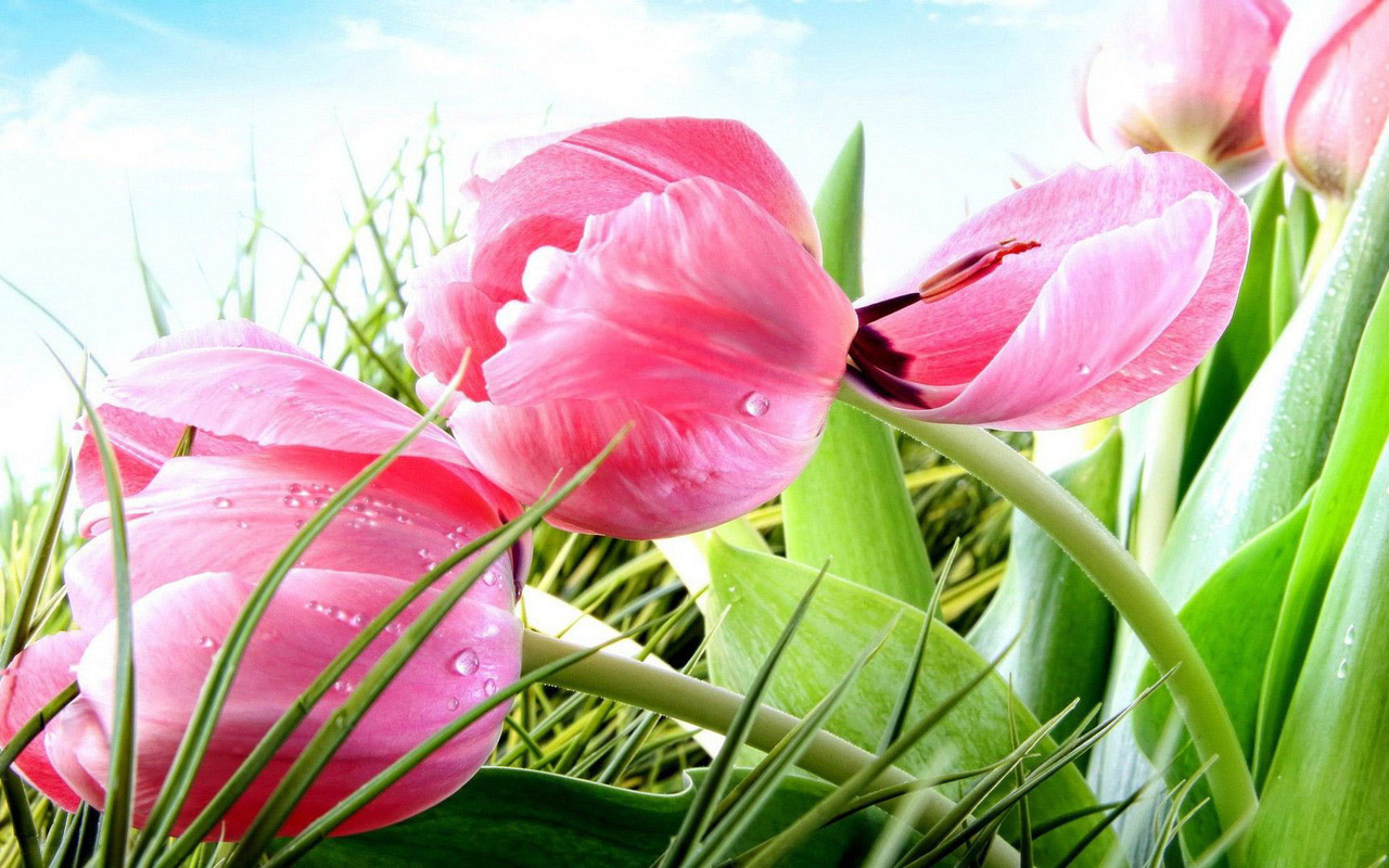 tổng hợp hình ảnh hoa tulip đẹp nhất