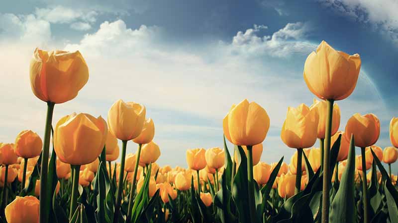 tổng hợp hoa tulip vàng đẹp nhất