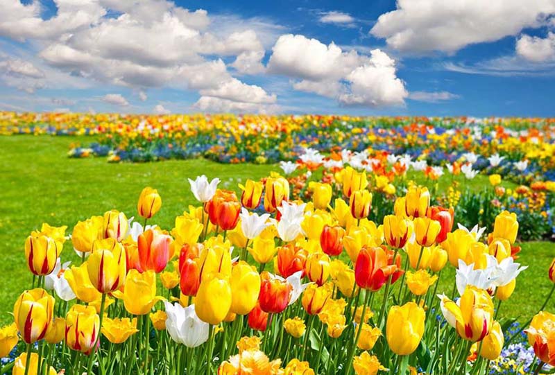vẻ đẹp bát ngát của cánh đồng hoa tulip