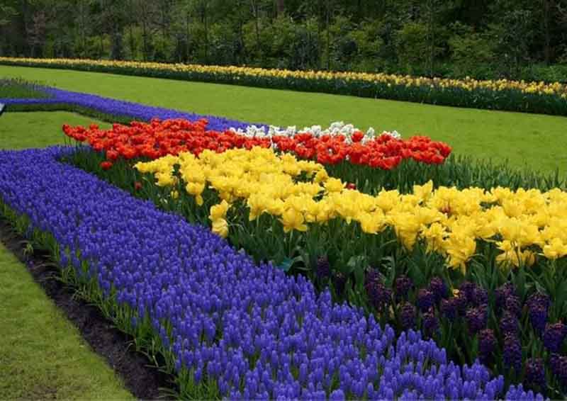 ý nghĩa của hoa tulip