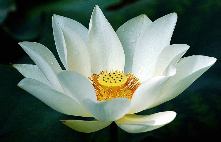 ảnh đẹp về loài hoa sen trắng