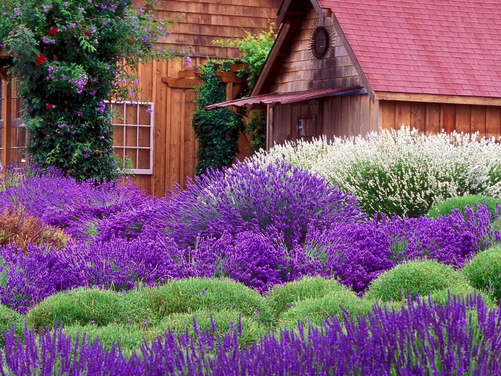 Tổng hợp hình ảnh hoa Lavender đẹp nhất 53