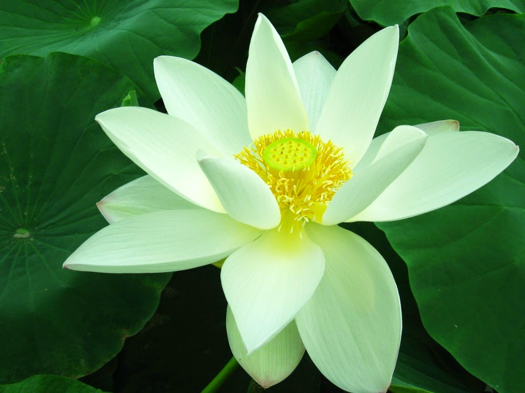 Cập nhật với trên 83 hoa sen Trắng đẹp tuyệt vời nhất hoặc nhất - thtantai2.edu.vn