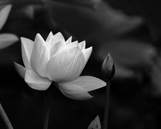 Avatar hoa sen trắng đám tang mang đến sự chân thành và tình cảm tuyệt vời đến những người đã khuất. Nếu bạn muốn thể hiện lòng thành kính và tưởng nhớ đến những người thân yêu đã mất, hãy tìm kiếm hình ảnh liên quan đến avatar hoa sen trắng đám tang để thể hiện sự chân thành của mình.