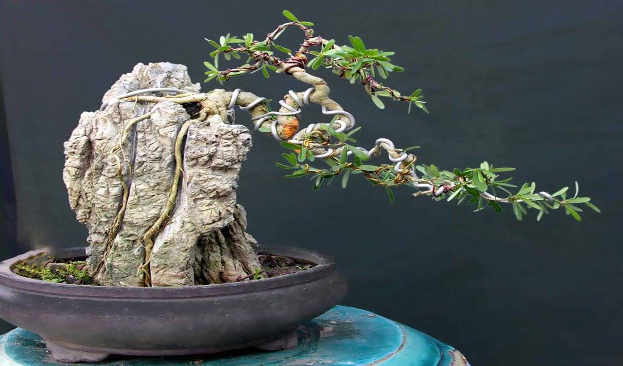 Tổng hợp ảnh cây bonsai đẹp nhất - Cây cảnh đẹp trong nhà