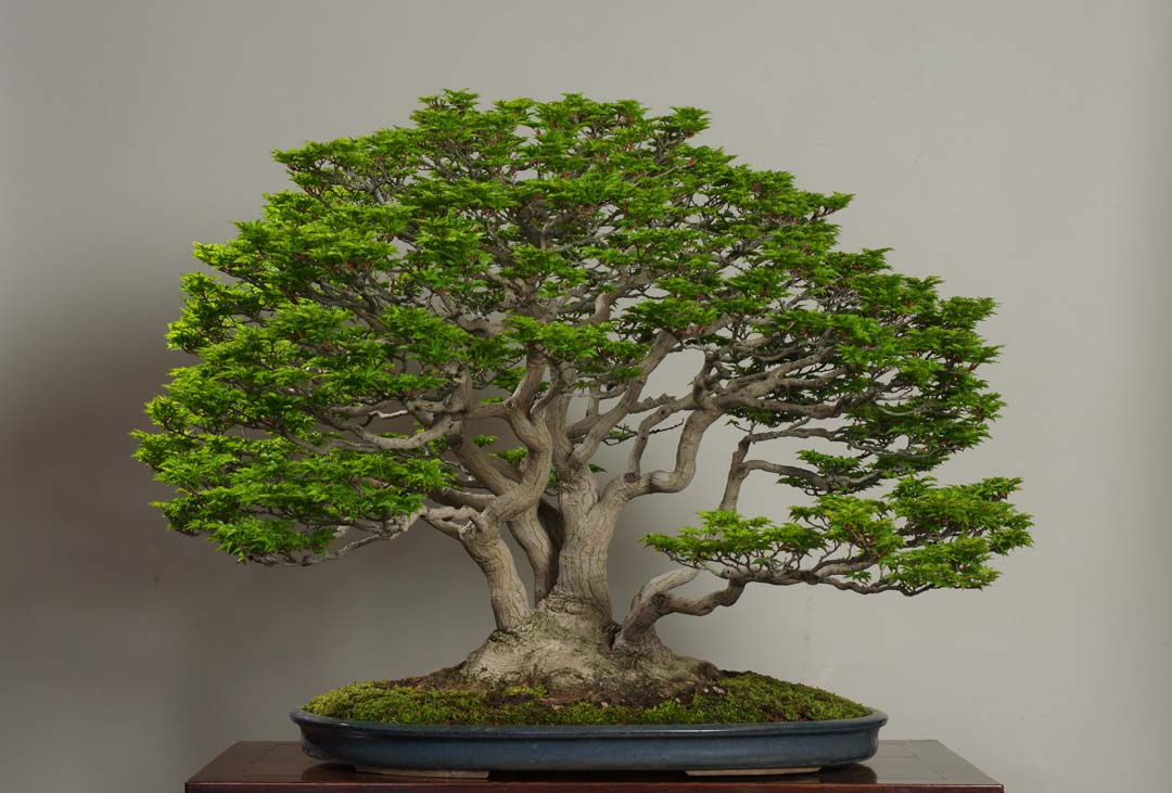 ảnh cây bonsai đẹp nhất