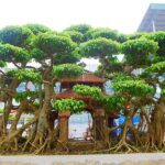 hình ảnh chậu cây bonsai thế đẹp