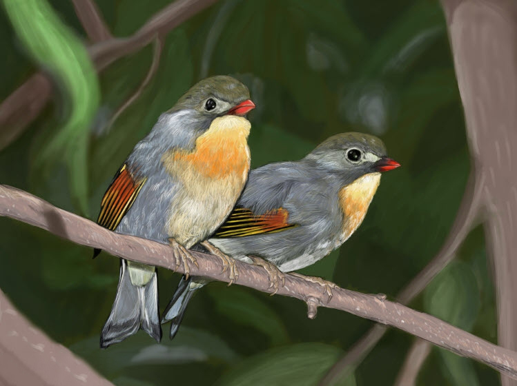 chim họa mi: Loài chim quý hiếm này có thể sẽ bị tuyệt chủng vì chúng đã  quên mất cách gọi bạn tình trong mùa giao phối
