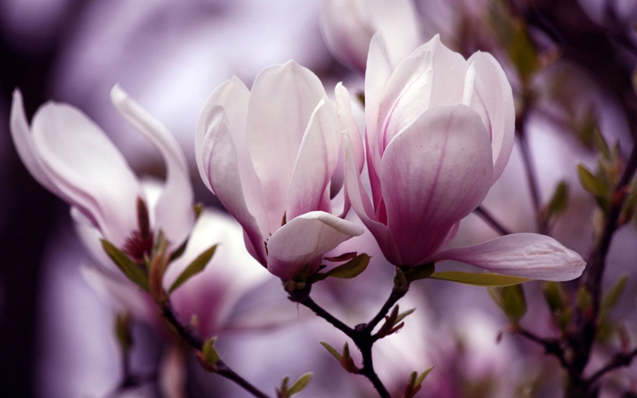 Tổng hợp hình ảnh hoa Ngọc Lan đẹp nhất - Ảnh hoa đẹp