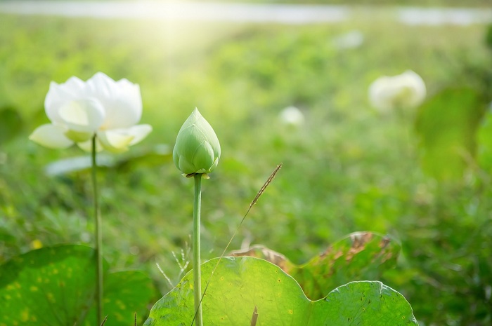 Hoa sen trắng: Hãy ngắm nhìn bức ảnh hoa sen trắng lộng lẫy trong ánh nắng mặt trời. Đây là biểu tượng của sự trong sáng, tinh khiết và thanh tao. Hoa sen luôn khiến người ta cảm thấy yên bình và thoải mái trong tâm hồn. Hãy dành chút thời gian để thưởng thức hình ảnh đẹp của hoa sen trắng nào!