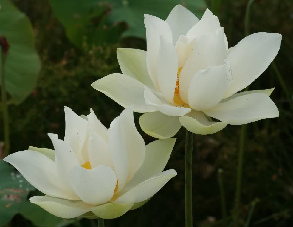 hình ảnh những bông hoa sen trắng