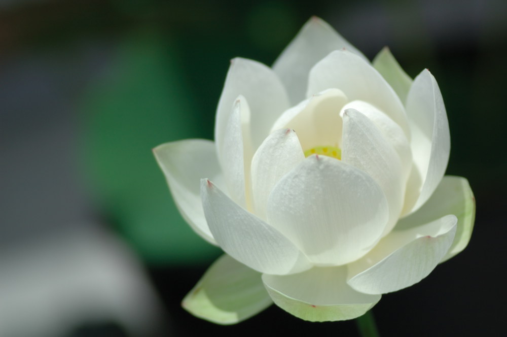 hình bông hoa sen trắng