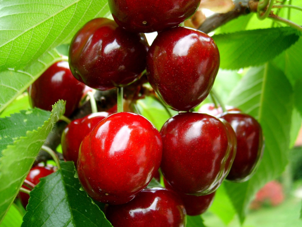 Chia sẻ với hơn 54 về hình nền quả cherry - cdgdbentre.edu.vn