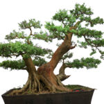 cây bonsai đẹp nhất