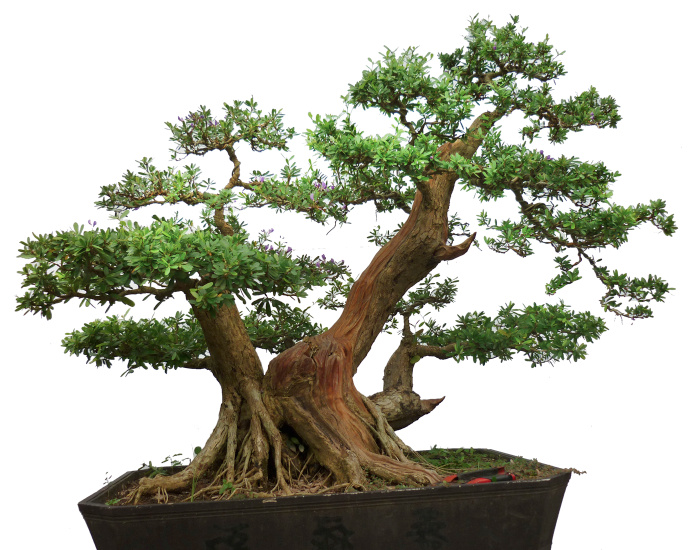 cây bonsai đẹp nhất
