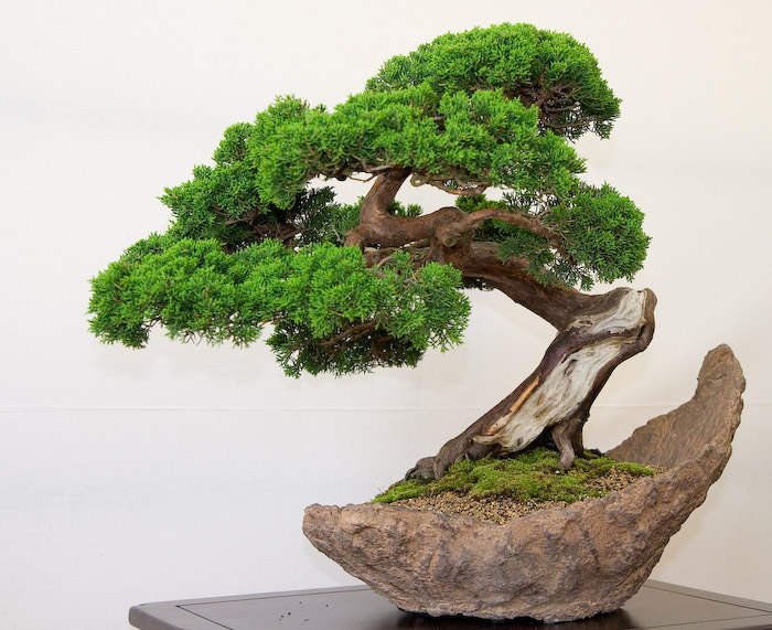 Tổng hợp ảnh cây bonsai đẹp