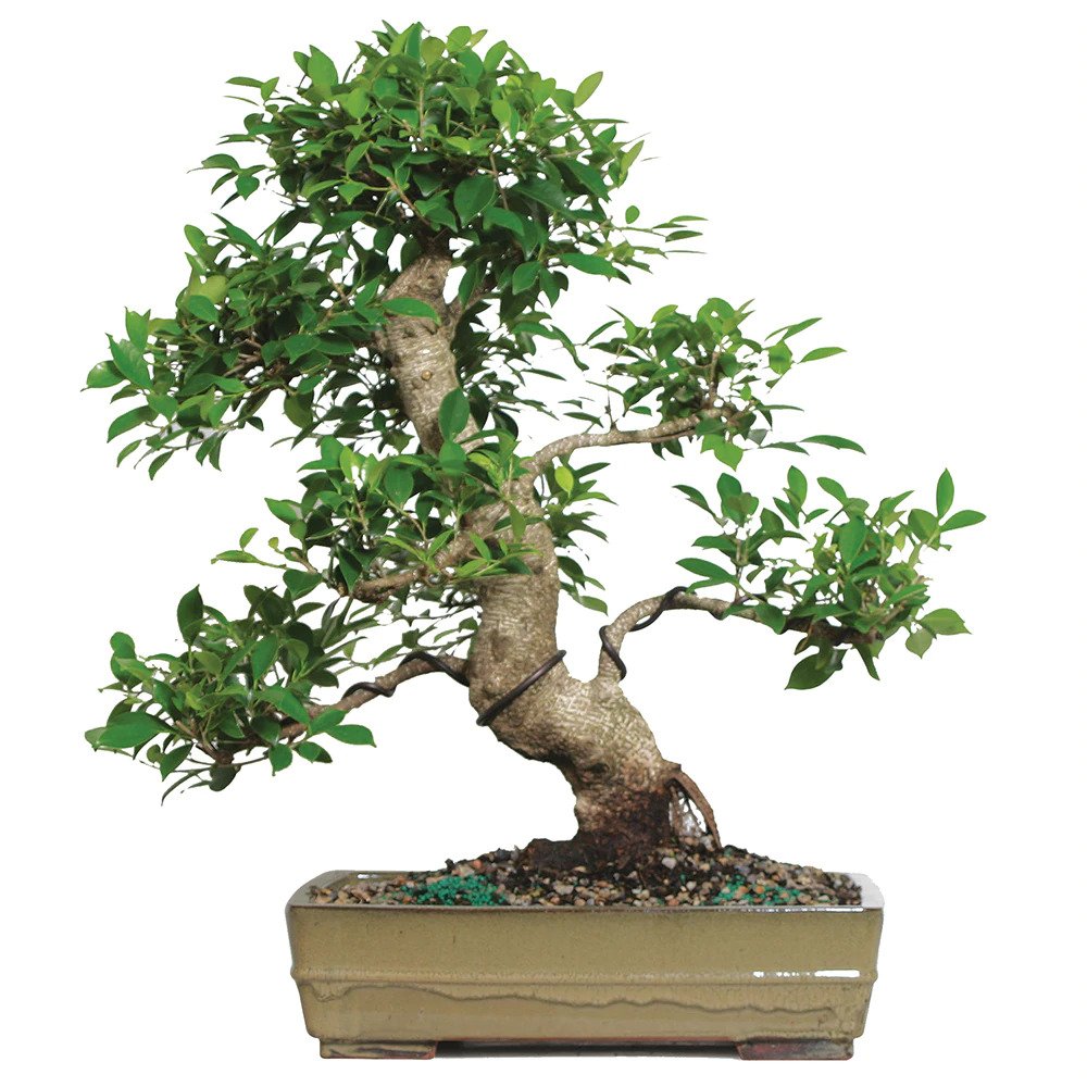 Tổng hợp ảnh cây bonsai đẹp nhất - Cây cảnh đẹp trong nhà