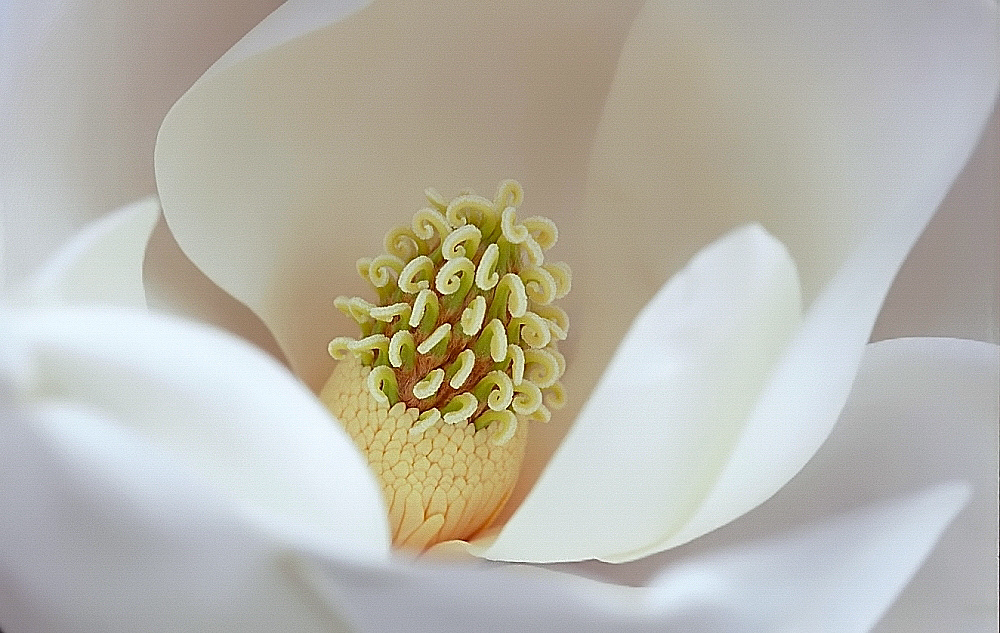 Tổng hợp hình ảnh hoa Ngọc Lan đẹp nhất - Ảnh hoa đẹp