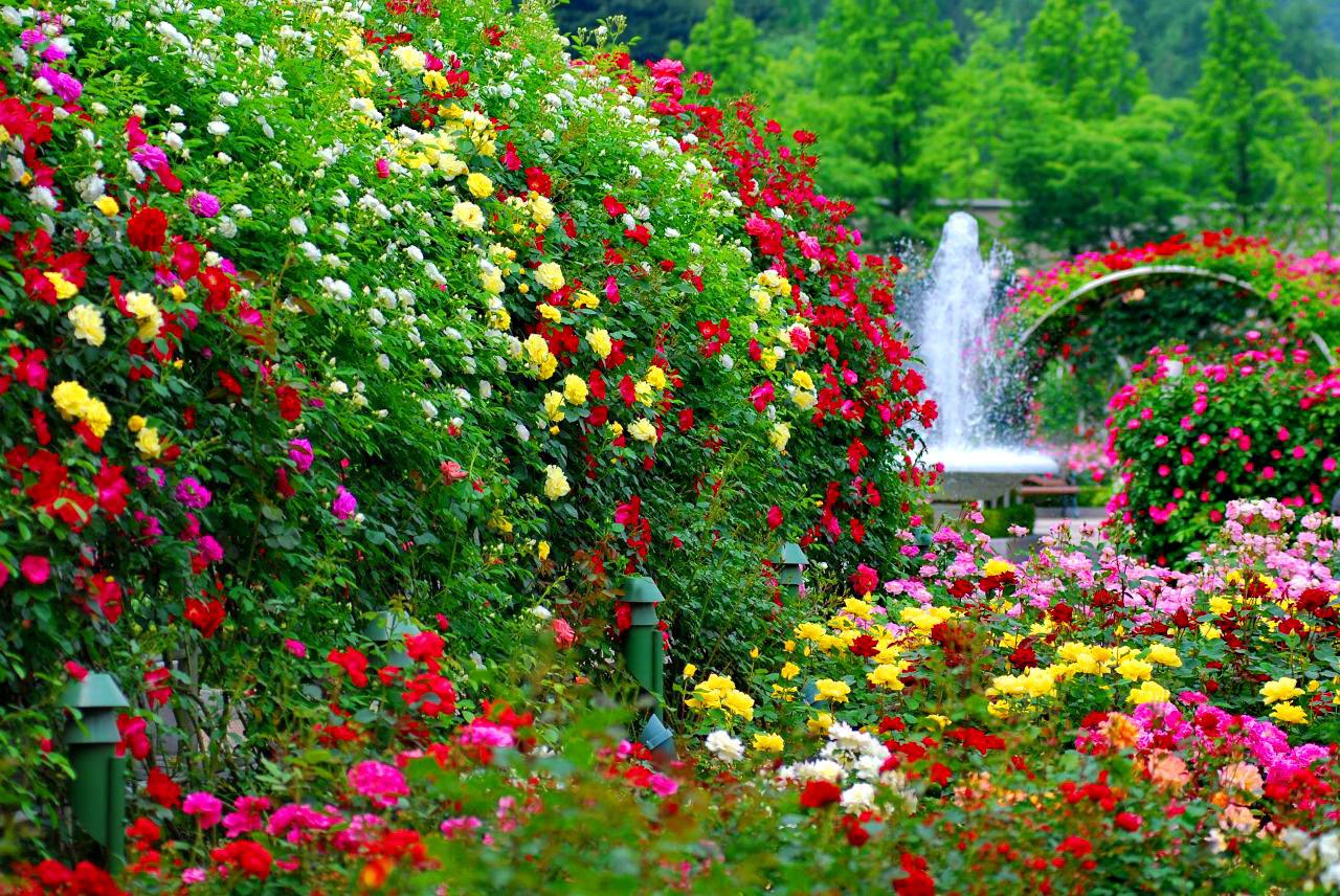 Tổng hợp hình ảnh vườn hoa đẹp nhất - Ảnh hoa đẹp