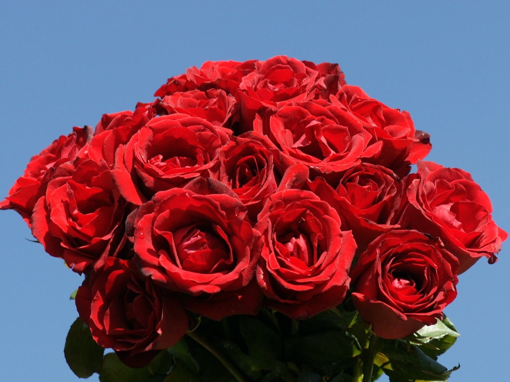 Tổng hợp hình ảnh hoa Hồng đỏ đẹp nhất 54