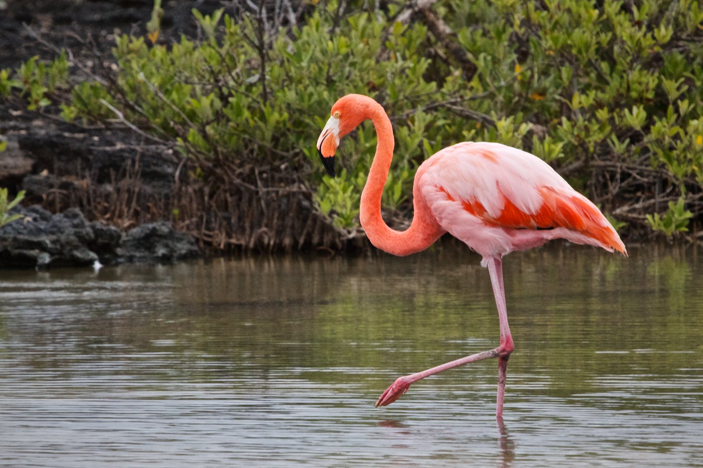 Фламинго интересная. Фламинго обыкновенный розовый. Фламинго в Северной Америке. Карликовый Фламинго. Розовый Фламинго птица.