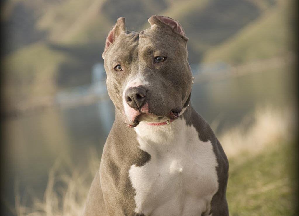 Tổng Hợp Hình Ảnh Chó Pitbull Đẹp Nhất - Ảnh Đẹp Về Chó