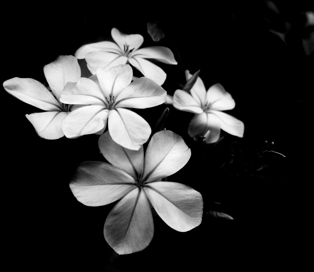 Hơn 999 hình ảnh trắng đen tuyệt đẹp – Bộ Sưu Tập hình ảnh trắng đen đỉnh cao chất lượng đầy đủ độ phân giải 4K.