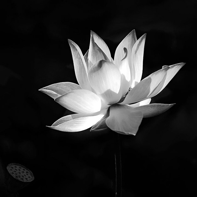 Chỉ bằng một bức ảnh đen trắng nghệ thuật với hoa sen làm chủ đề, bạn sẽ được trải nghiệm một khoảnh khắc thanh tịnh, hiền hòa như tâm hồn người Việt Nam. Hãy chiêm ngưỡng và cảm nhận sự tinh tế và độc đáo của bức ảnh này.