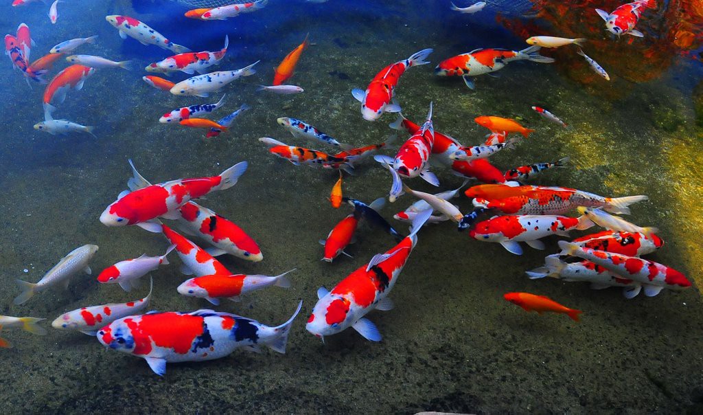 Tận hưởng những hình ảnh cá koi đẹp nhất, mỗi con cá nổi bật với sắc đỏ rực rỡ và vẩy vừa đủ, mang lại cho bạn trải nghiệm thực sự tuyệt vời.