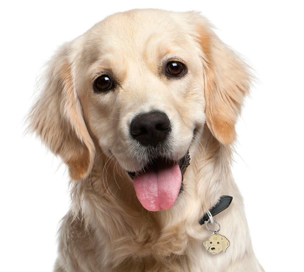 Ảnh đẹp chó Golden: Hãy cùng ngắm nhìn những tấm ảnh chó golden với vẻ ngoài quý phái, đáng yêu và rất thân thiện. Đặc biệt, bộ lông dày và óng ánh của chúng sẽ làm bạn mê mẩn và muốn có ngay một chú chó golden trong gia đình của mình.