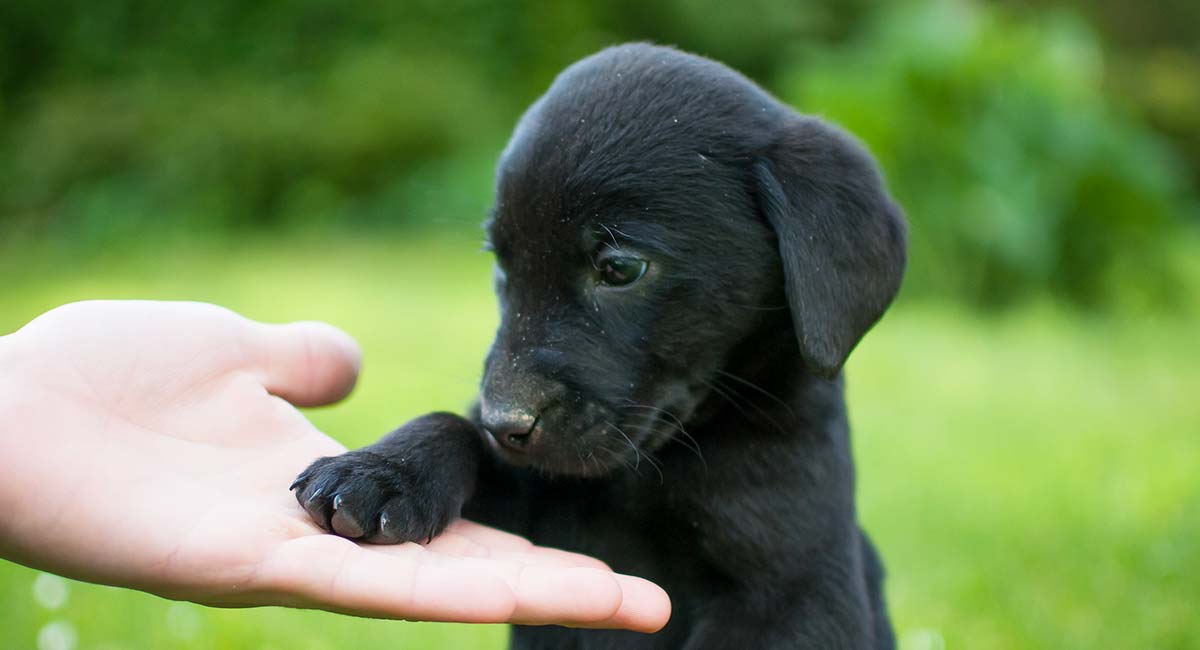 Tổng hợp hình ảnh chó Mực đẹp nhất - Ảnh Chó đen
