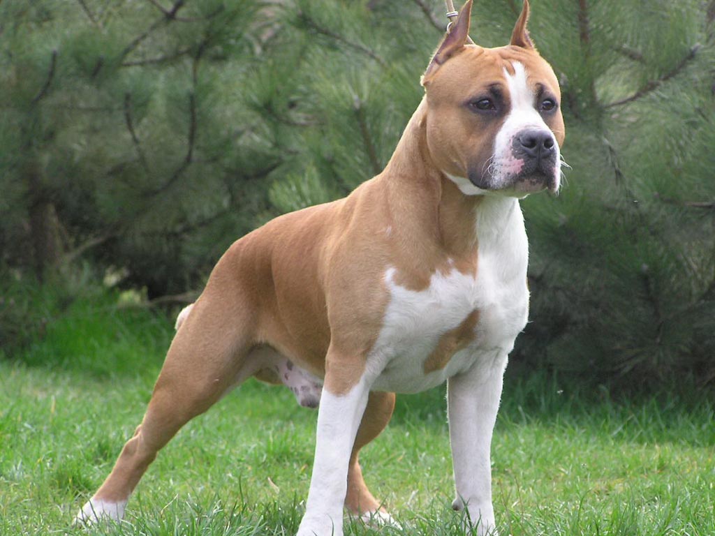 Tổng hợp hình ảnh chó Pitbull đẹp nhất - Ảnh đẹp về chó