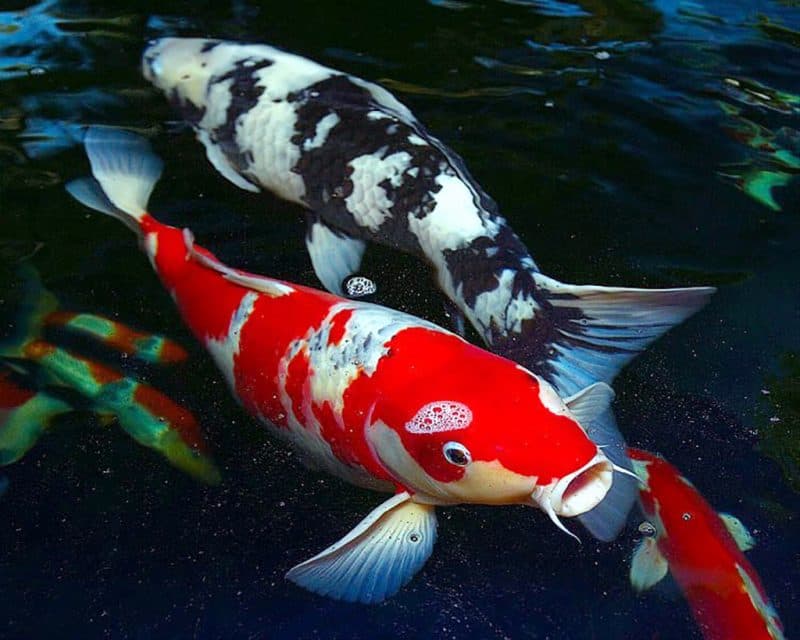45 Hình Nền Cá 3D Đẹp Full Hd 2k Sắc Nét Nhất Cho Iphone  Koi art Koi  wallpaper Fish wallpaper
