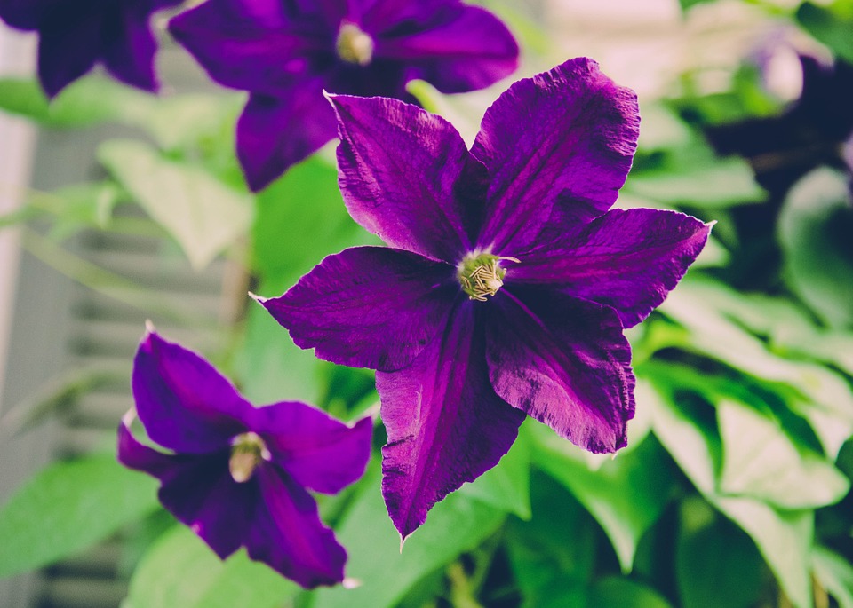 hình ảnh  thiên nhiên thực vật màu tím Cánh hoa Mùa xuân Thực vật  học Đầy màu sắc vườn Hệ thực vật Phong lan sắc đẹp vẻ đẹp Hoa tím  Chụp
