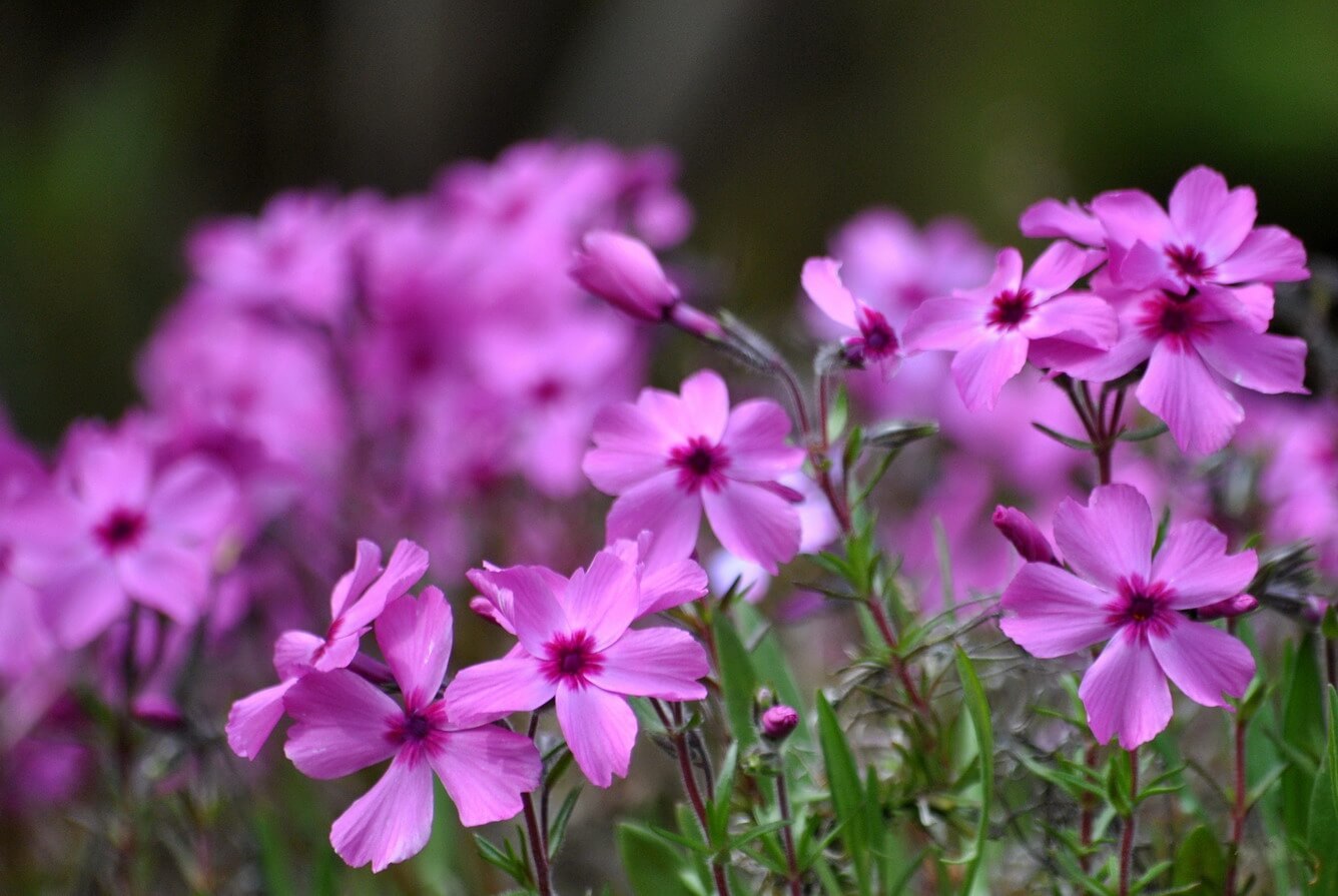 Tổng hợp 20 hình ảnh hoa màu tím đẹp nhất