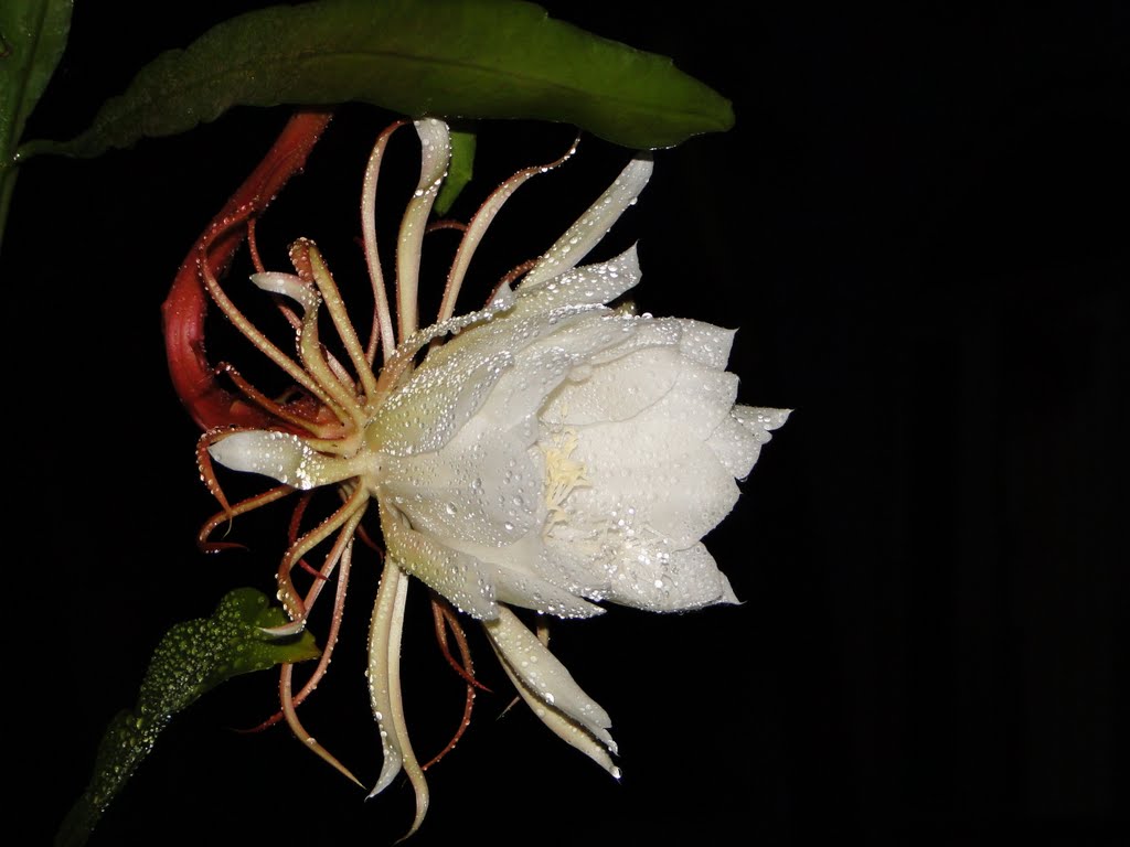 Hoa Nhật Quỳnh  Loài hoa nở bất chấp cả ngày lẫn đêm