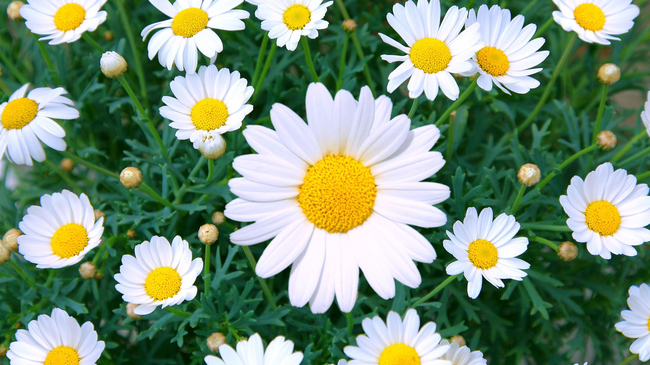 Hoa Xuyến Chi: Niềm đam mê của bạn với các loại hoa đích thực sẽ được thỏa mãn với hình ảnh hoa Xuyến Chi đầy màu sắc và yêu kiều. Hãy chiêm ngưỡng những bông hoa xinh đẹp này trên một nền trắng tinh khiết và phát hiện ra sức hấp dẫn của chúng.