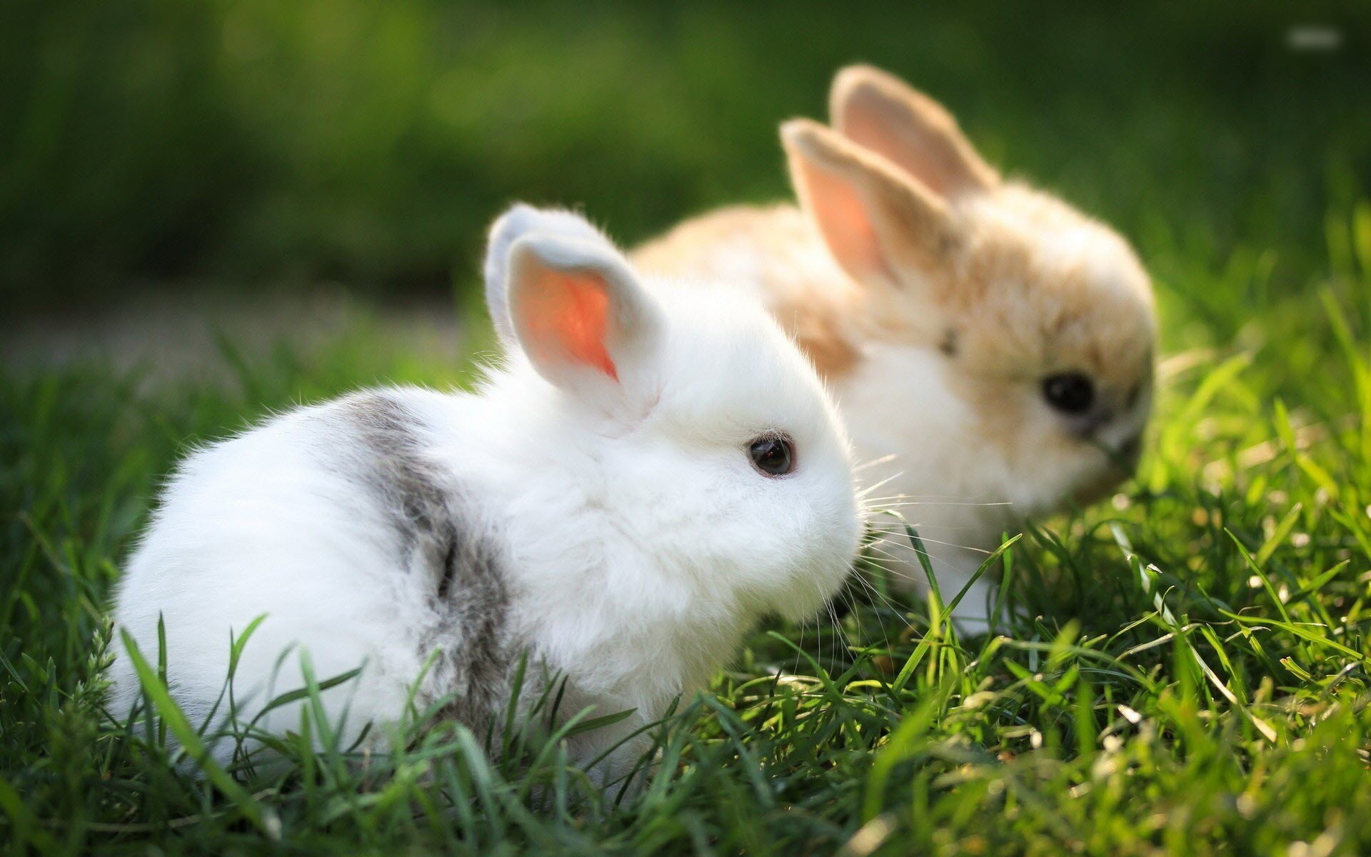 99+ hình ảnh con thỏ đẹp, dễ thương, đáng yêu nhất - Top10tphcm