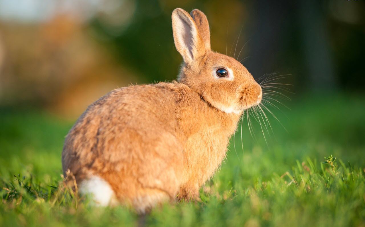 Khám phá 111 hình nền con thỏ tuyệt vời nhất  thdonghoadian