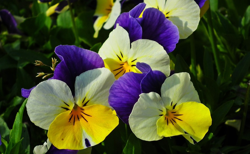 Hình ảnh hoa Păng Xê: Những bông hoa Păng Xê cùng với phong cảnh thiên nhiên hùng vĩ sẽ mang đến cho bạn cảm giác thư giãn và yên bình. Hãy đón xem hình ảnh hoa Păng Xê để cùng nhau chiêm ngưỡng vẻ đẹp mộc mạc của thiên nhiên.