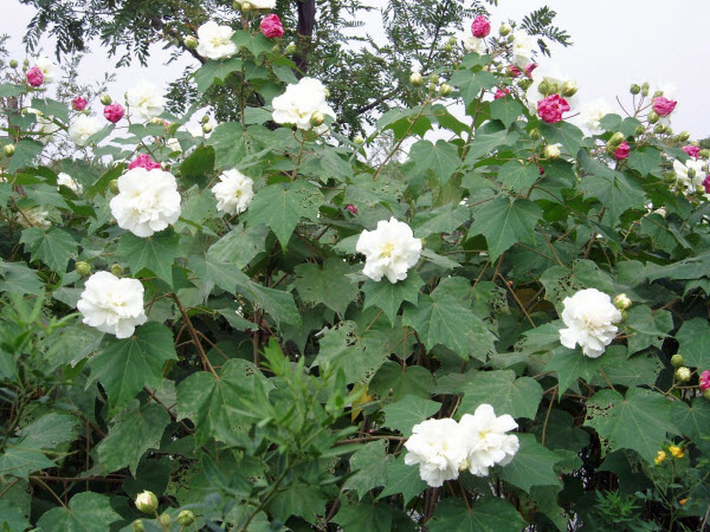 Hoa phù dung ý nghĩa và cách trồng cây phù dung ra hoa đẹp  KHBVPTR