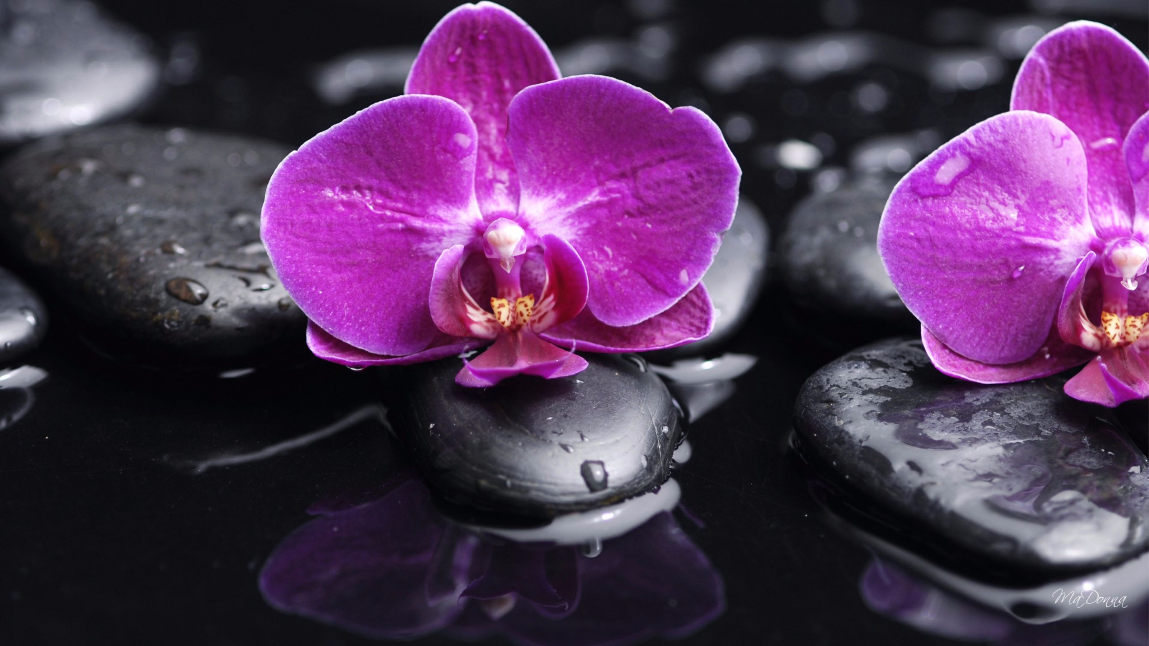 Черные фоны с орхидеями
