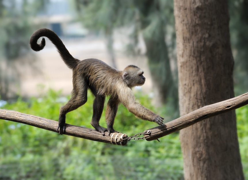 Hình ảnh con khỉ dễ thương đáng yêu đẹp nhất thế giới