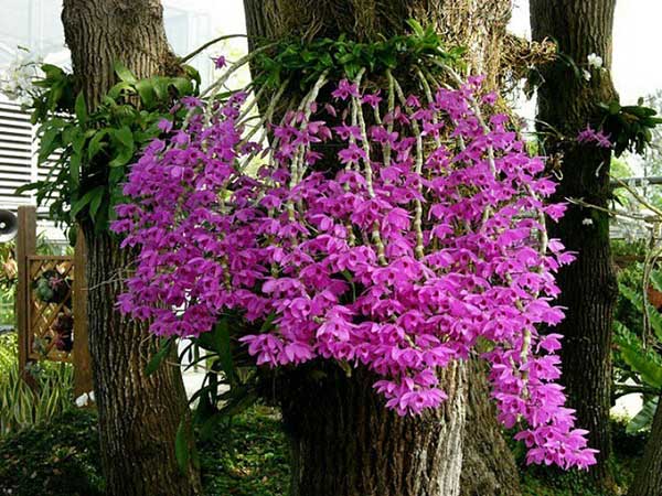 Hình ảnh hoa Phong Lan Tím đẹp nhất 4