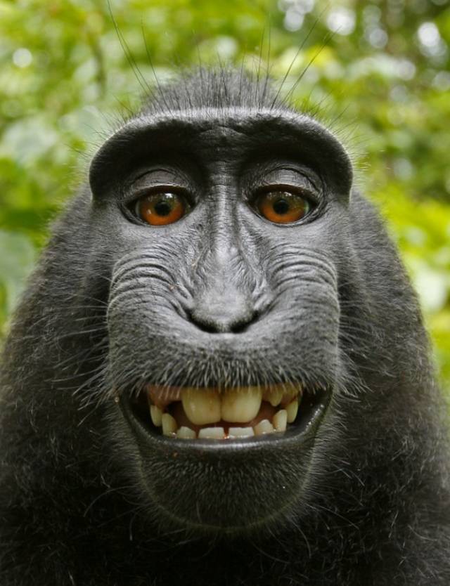 Những mẫu hình nền khỉ ngầu và đầy cá tính